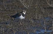 Fredeluga (Vanellus vanellus)