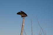 Aligot comú (Buteo buteo) 2de3