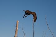 Aligot comú (Buteo buteo) 3de3