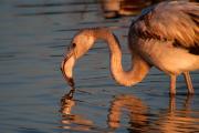 Flamenc (Phoenicopterus roseus)  1de3