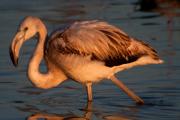 Flamenc (Phoenicopterus roseus)  2de3