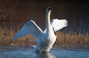 Cigne mut (Cygnus olor)