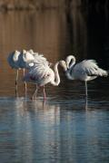 Flamenc (Phoenicopterus roseus)