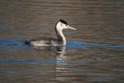 Cabussó emplomallat (Podiceps cristatus)