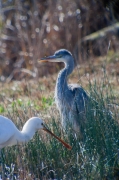 Bec planer (Platalea leucorodia)i Bernat pescaire (Ardea cinerea)