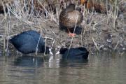 Fotja vulgar (Fulica atra)  1de6