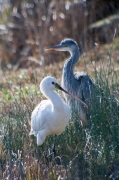 Bec planer (Platalea leucorodia) i Bernat pescaire (Ardea cinerea)