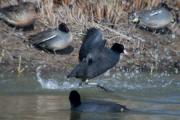 Fotja vulgar (Fulica atra)  3de6