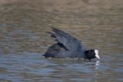 Fotja vulgar (Fulica atra)  5de6