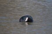 Fotja vulgar (Fulica atra)  6de6