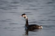 Cabussó emplomallat (Podiceps cristatus)