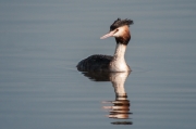 Cabussó emplomallat (Podiceps cristatus)