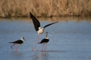 Cames llargues (Himantopus himantopus)