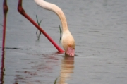 Flamenc (Phoenicopterus roseus)