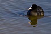 Fotja vulgar (Fulica atra)