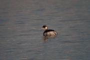 Cabussó collnegre (Podiceps nigricollis)  2de3