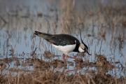 Fredeluga (Vanellus vanellus)