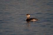 Cabussó collnegre (Podiceps nigricollis)  3de3