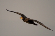 Corb Marí gros (phalacrocorax carbo)