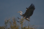 Bernat pescaire (Ardea cinerea)