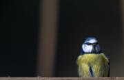 Mallerenga blava ( Parus caeruleus )