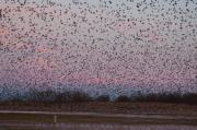 Estornell vulgar (Sturnus vulgaris) 1de5