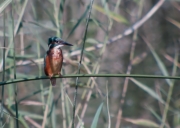 Blauet (Alcedo atthis)