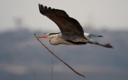 Bernat pescaire (Ardea cinerea)