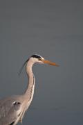 Bernat pescaire (Ardea cinerea) 1de2