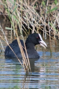 Fotja (Fulica atra)