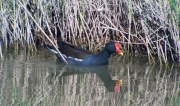 Polla d'aigua (Gallinula chloropus)