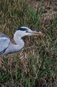 Bernat pescaire (Ardea cinerea)