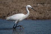 Martinet blanc ( Egretta garzetta) 1de2