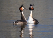 Cabussó emplomallat (Podiceps cristatus)