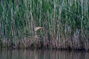 Agró roig (Ardea purpurea)