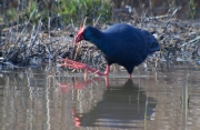 Polla blava (Porphyrio porphyrio)