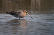 Tètol cuanegre (Limosa limosa)