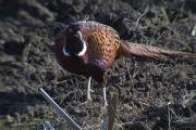 Faisà (Phasianus colchicus)