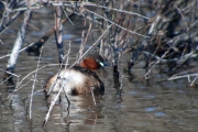 Cabusset (Tachybaptus ruficollis)