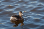 Cabusset (Tachybaptus ruficollis)