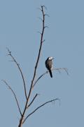 Cuereta blanca (Motacilla alba)