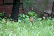 Pit roig (Erithacus rubecola)