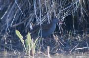 Rascló ( Rallus aquaticus ) 2 de 2