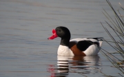 Ànec blanc (Tadorna tadorna)