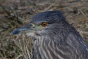 Martinet de nit ( Nycticorax nycticorax)