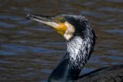 Corb marí gros ( Phalacrocorax carbo )