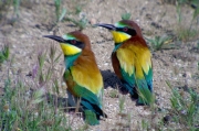 Abellerols (Merops apiaster)