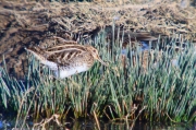 Becadell comú (Gallinago gallinago)