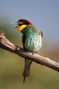 Abellerols (Merops apiaster)