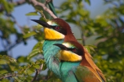 Abellerol (Merops apiaster)